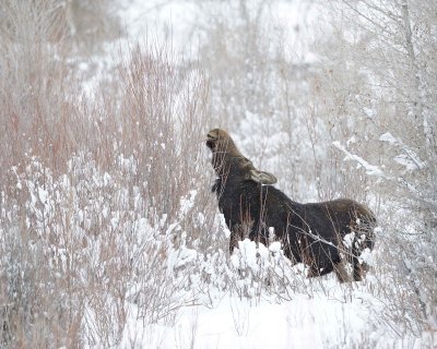 Moose, Cow, snowing, eating willows-122910-Gros Ventre River, Grand Teton NP, WY-#0106.jpg