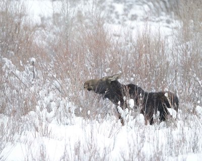 Moose, Cow, snowing, eating willows-122910-Gros Ventre River, Grand Teton NP, WY-#0168.jpg