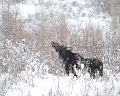 Moose, Cow, snowing, eating willows-122910-Gros Ventre River, Grand Teton NP, WY-#0194.jpg