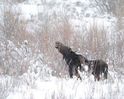 Moose, Cow, snowing, eating willows-122910-Gros Ventre River, Grand Teton NP, WY-#0196.jpg
