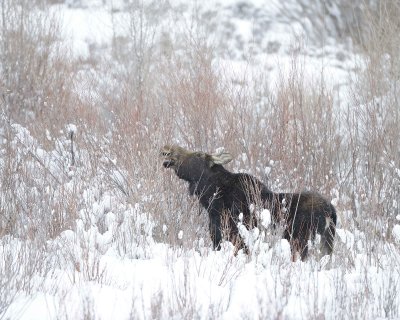 Moose, Cow, snowing, eating willows-122910-Gros Ventre River, Grand Teton NP, WY-#0219.jpg