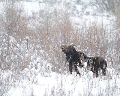 Moose, Cow, snowing, eating willows-122910-Gros Ventre River, Grand Teton NP, WY-#0232.jpg