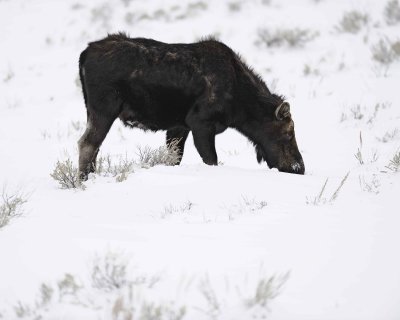 Moose, Cow-122810-Gros Ventre Junction, Grand Teton, NP, WY-#1431.jpg