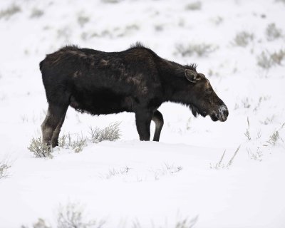 Moose, Cow-122810-Gros Ventre Junction, Grand Teton, NP, WY-#1452.jpg
