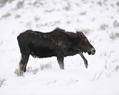 Moose, Cow-122810-Gros Ventre Junction, Grand Teton, NP, WY-#1456.jpg