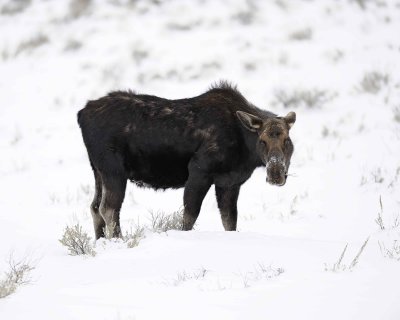 Moose, Cow-122810-Gros Ventre Junction, Grand Teton, NP, WY-#1466.jpg
