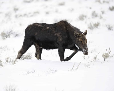 Moose, Cow-122810-Gros Ventre Junction, Grand Teton, NP, WY-#1531.jpg