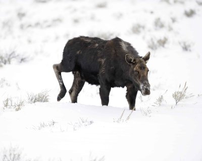 Moose, Cow-122810-Gros Ventre Junction, Grand Teton, NP, WY-#1533.jpg
