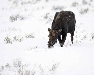 Moose, Cow-122810-Gros Ventre Junction, Grand Teton, NP, WY-#1538.jpg