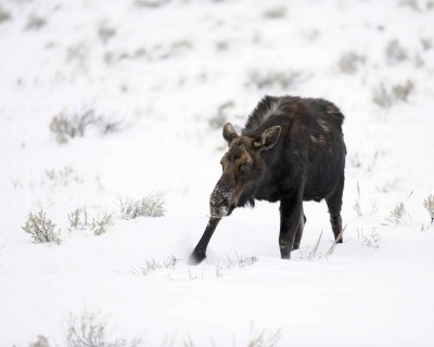 Moose, Cow-122810-Gros Ventre Junction, Grand Teton, NP, WY-#1551.jpg