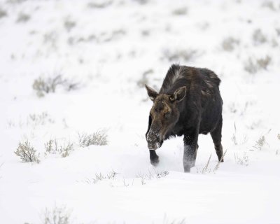 Moose, Cow-122810-Gros Ventre Junction, Grand Teton, NP, WY-#1558.jpg