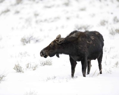 Moose, Cow-122810-Gros Ventre Junction, Grand Teton, NP, WY-#1561.jpg