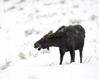 Moose, Cow-122810-Gros Ventre Junction, Grand Teton, NP, WY-#1659.jpg
