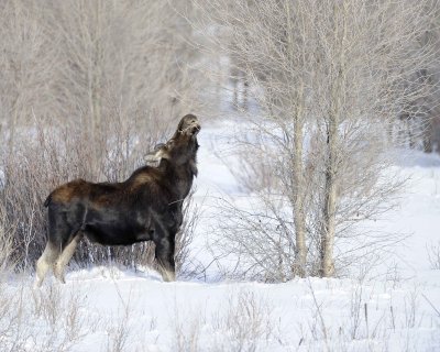 Moose, Cow-123110-Gros Ventre River, Grand Teton NP, WY-#1086.jpg