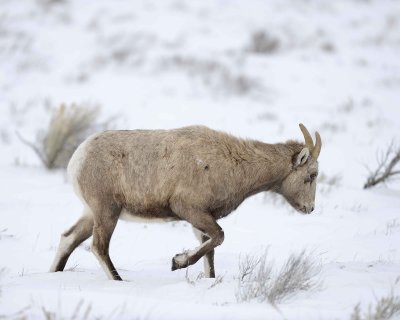 Sheep, Rocky Mountain, Ewe-122810-Elk Refuge Rd, Grand Teton NP, WY-#0694.jpg
