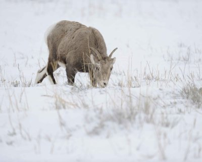 Sheep, Rocky Mountain, Ewe-122810-Elk Refuge Rd, Grand Teton NP, WY-#0713.jpg