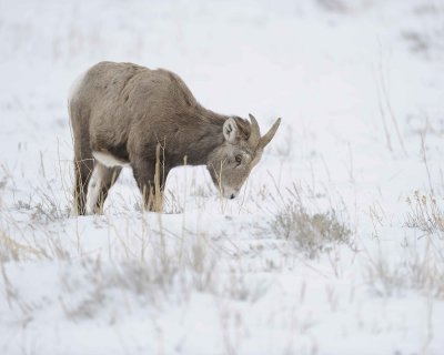 Sheep, Rocky Mountain, Ewe-122810-Elk Refuge Rd, Grand Teton NP, WY-#0715.jpg