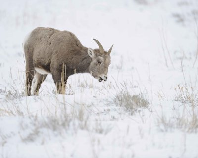 Sheep, Rocky Mountain, Ewe-122810-Elk Refuge Rd, Grand Teton NP, WY-#0718.jpg