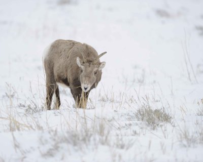 Sheep, Rocky Mountain, Ewe-122810-Elk Refuge Rd, Grand Teton NP, WY-#0729.jpg