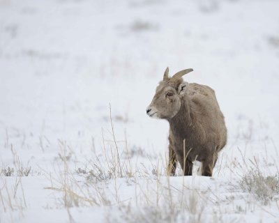 Sheep, Rocky Mountain, Ewe-122810-Elk Refuge Rd, Grand Teton NP, WY-#0734.jpg