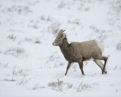 Sheep, Rocky Mountain, Ewe-122810-Elk Refuge Rd, Grand Teton NP, WY-#0744.jpg