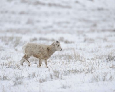 Sheep, Rocky Mountain, Lamb-122810-Elk Refuge Rd, Grand Teton NP, WY-#0642.jpg