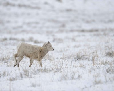Sheep, Rocky Mountain, Lamb-122810-Elk Refuge Rd, Grand Teton NP, WY-#0644.jpg