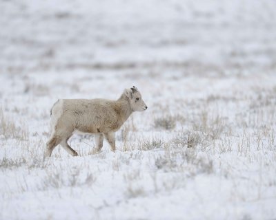 Sheep, Rocky Mountain, Lamb-122810-Elk Refuge Rd, Grand Teton NP, WY-#0645.jpg