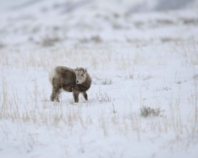 Sheep, Rocky Mountain, Lamb-122810-Elk Refuge Rd, Grand Teton NP, WY-#0655.jpg