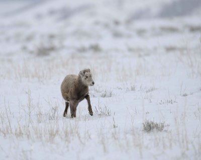 Sheep, Rocky Mountain, Lamb-122810-Elk Refuge Rd, Grand Teton NP, WY-#0677.jpg