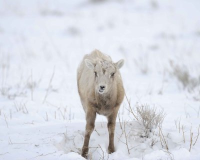 Sheep, Rocky Mountain, Lamb-122810-Elk Refuge Rd, Grand Teton NP, WY-#0678.jpg