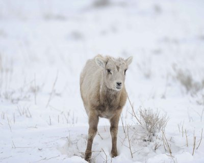 Sheep, Rocky Mountain, Lamb-122810-Elk Refuge Rd, Grand Teton NP, WY-#0679.jpg