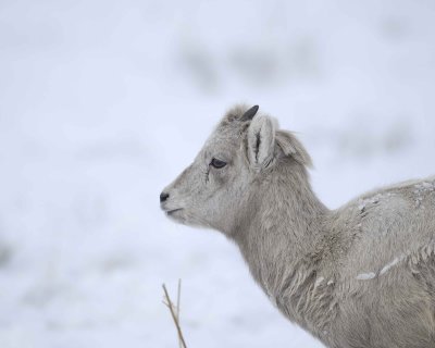 Sheep, Rocky Mountain, Lamb-122810-Elk Refuge Rd, Grand Teton NP, WY-#2007.jpg