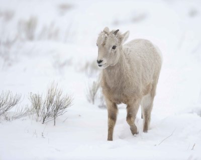 Sheep, Rocky Mountain, Lamb-123010-Elk Refuge Rd, Grand Teton NP, WY-#0015.jpg