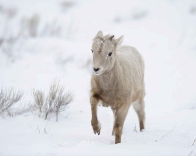 Sheep, Rocky Mountain, Lamb-123010-Elk Refuge Rd, Grand Teton NP, WY-#0016.jpg