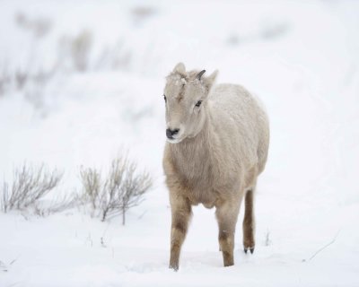 Sheep, Rocky Mountain, Lamb-123010-Elk Refuge Rd, Grand Teton NP, WY-#0017.jpg