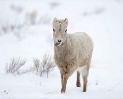 Sheep, Rocky Mountain, Lamb-123010-Elk Refuge Rd, Grand Teton NP, WY-#0019.jpg