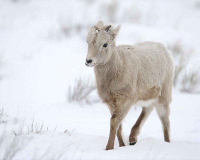 Sheep, Rocky Mountain, Lamb-123010-Elk Refuge Rd, Grand Teton NP, WY-#0020.jpg