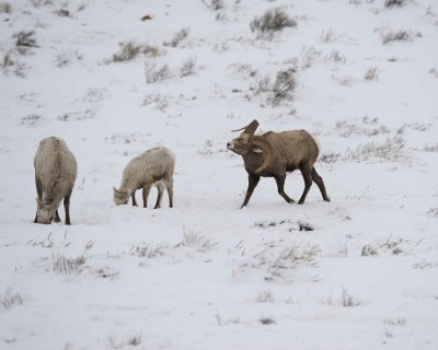 Sheep, Rocky Mountain, Ram, Ewe & Lamb-122810-Elk Refuge Rd, Grand Teton NP, WY-#0561.jpg