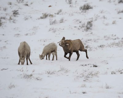 Sheep, Rocky Mountain, Ram, Ewe & Lamb-122810-Elk Refuge Rd, Grand Teton NP, WY-#0562.jpg