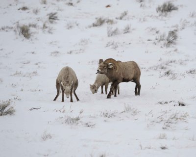 Sheep, Rocky Mountain, Ram, Ewe & Lamb-122810-Elk Refuge Rd, Grand Teton NP, WY-#0563.jpg