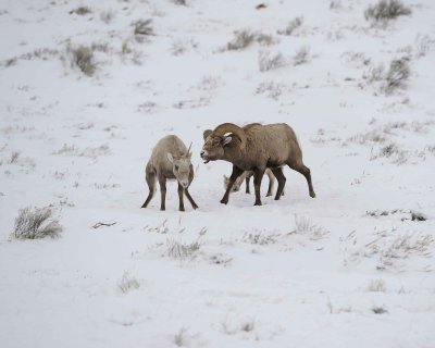 Sheep, Rocky Mountain, Ram, Ewe & Lamb-122810-Elk Refuge Rd, Grand Teton NP, WY-#0564.jpg