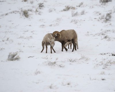 Sheep, Rocky Mountain, Ram, Ewe & Lamb-122810-Elk Refuge Rd, Grand Teton NP, WY-#0565.jpg