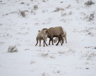 Sheep, Rocky Mountain, Ram, Ewe & Lamb-122810-Elk Refuge Rd, Grand Teton NP, WY-#0568.jpg