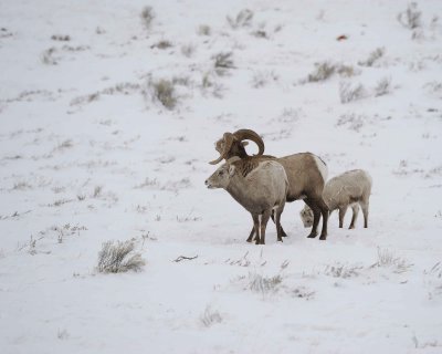 Sheep, Rocky Mountain, Ram, Ewe & Lamb-122810-Elk Refuge Rd, Grand Teton NP, WY-#0579.jpg