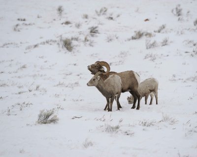 Sheep, Rocky Mountain, Ram, Ewe & Lamb-122810-Elk Refuge Rd, Grand Teton NP, WY-#0582.jpg
