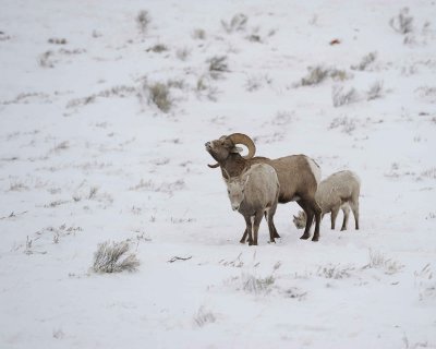 Sheep, Rocky Mountain, Ram, Ewe & Lamb-122810-Elk Refuge Rd, Grand Teton NP, WY-#0584.jpg