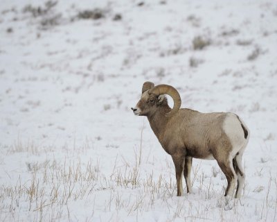 Sheep, Rocky Mountain, Ram-122810-Elk Refuge Rd, Grand Teton NP, WY-#0613.jpg