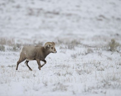 Sheep, Rocky Mountain, Ram-122810-Elk Refuge Rd, Grand Teton NP, WY-#0688.jpg