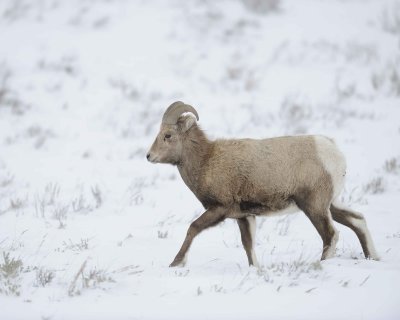 Sheep, Rocky Mountain, Ram-122810-Elk Refuge Rd, Grand Teton NP, WY-#0741.jpg